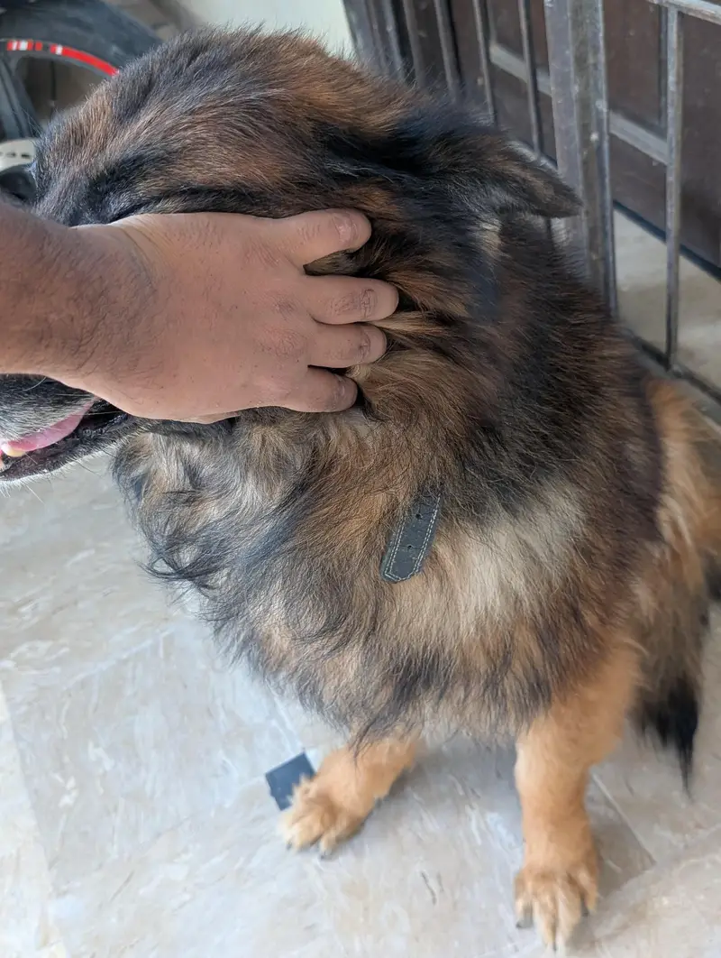 German Shepherd — photo 12