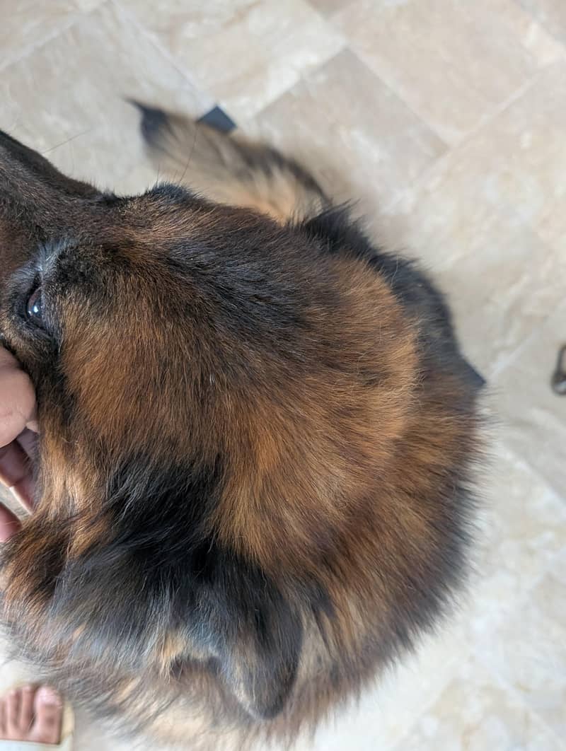 German Shepherd 14