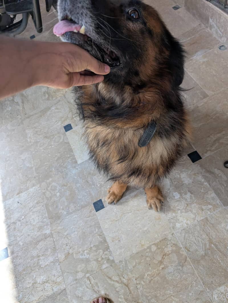 German Shepherd 15
