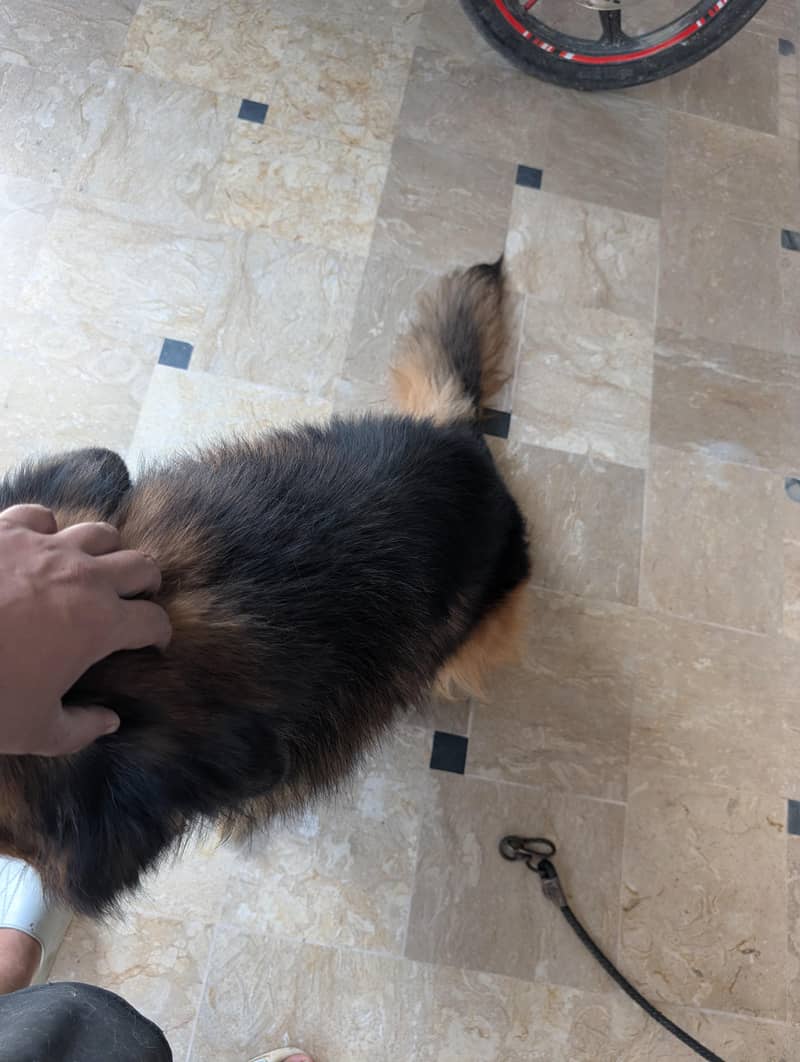 German Shepherd 16
