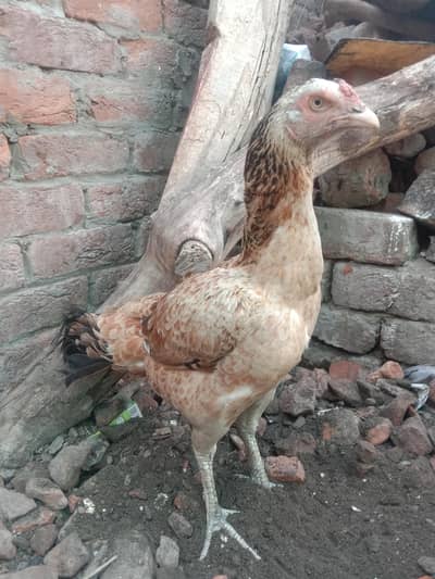 Aseel jawa female
