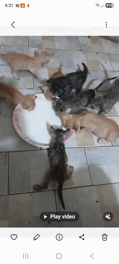 stray cat rescue kitten