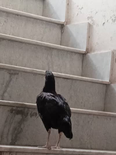 Healthyaseel for sale urgent and serious buyer can contact
