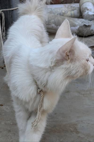 cats a