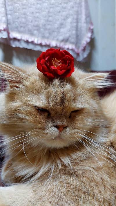 Male cat for sale urgent