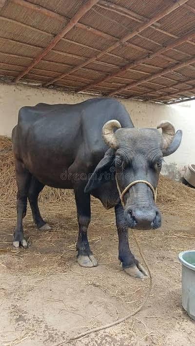 buffalo 8 months pregnant