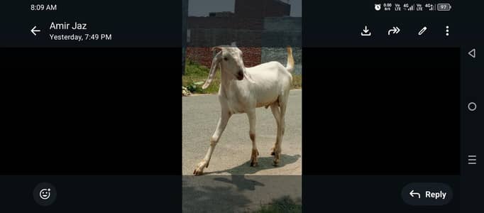 Bakra for sale