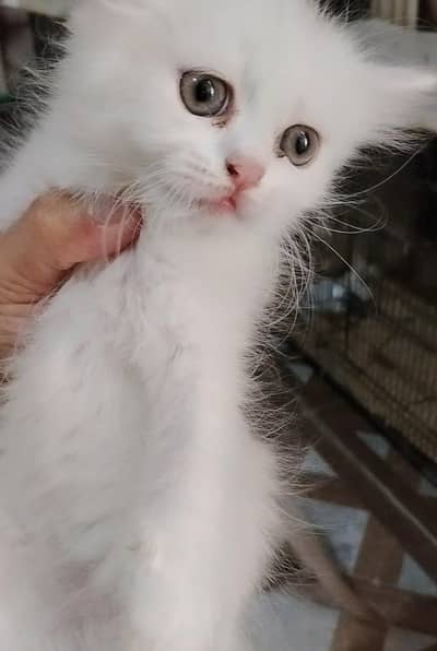 pure Persian kittens