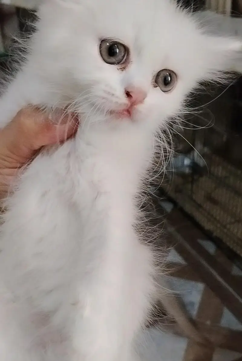 pure Persian kittens