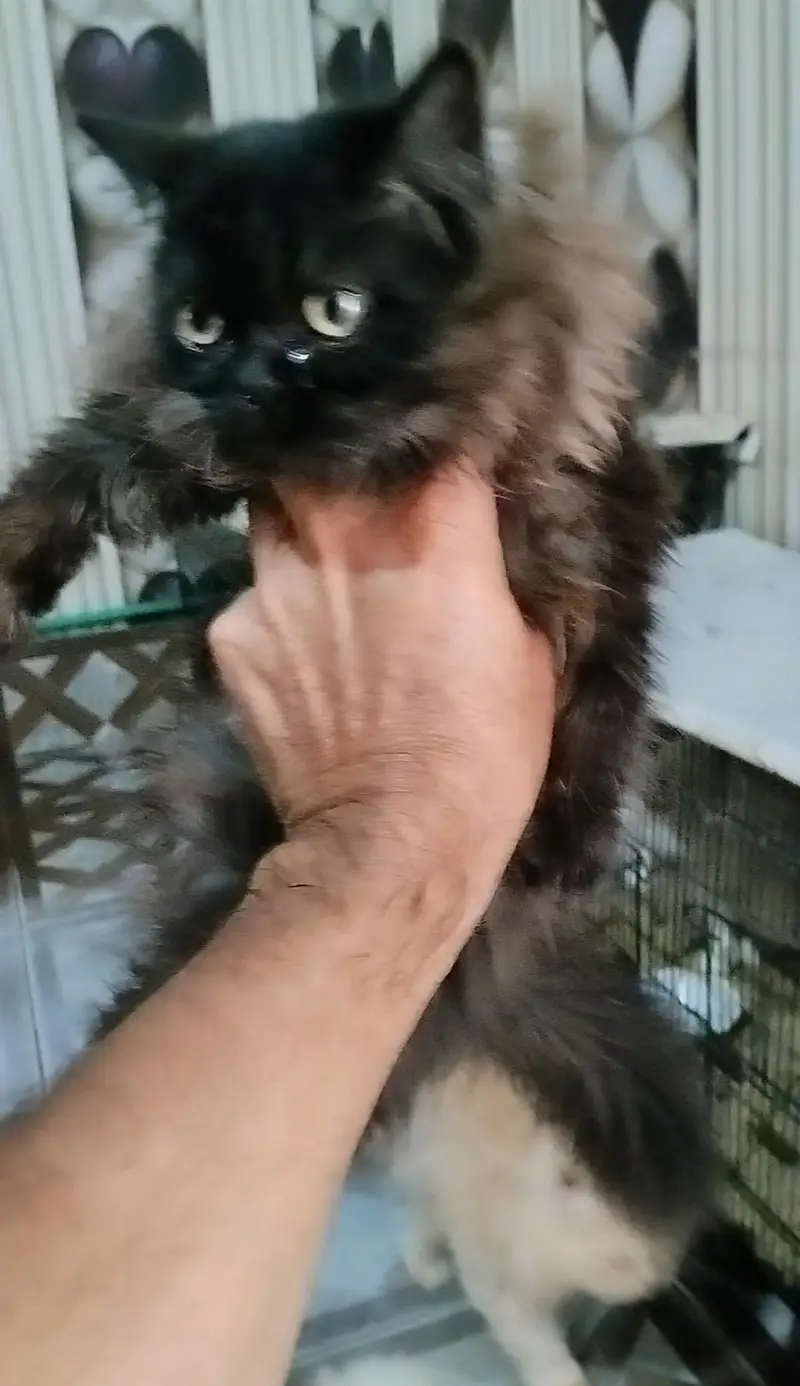 pure Persian kittens — photo 2