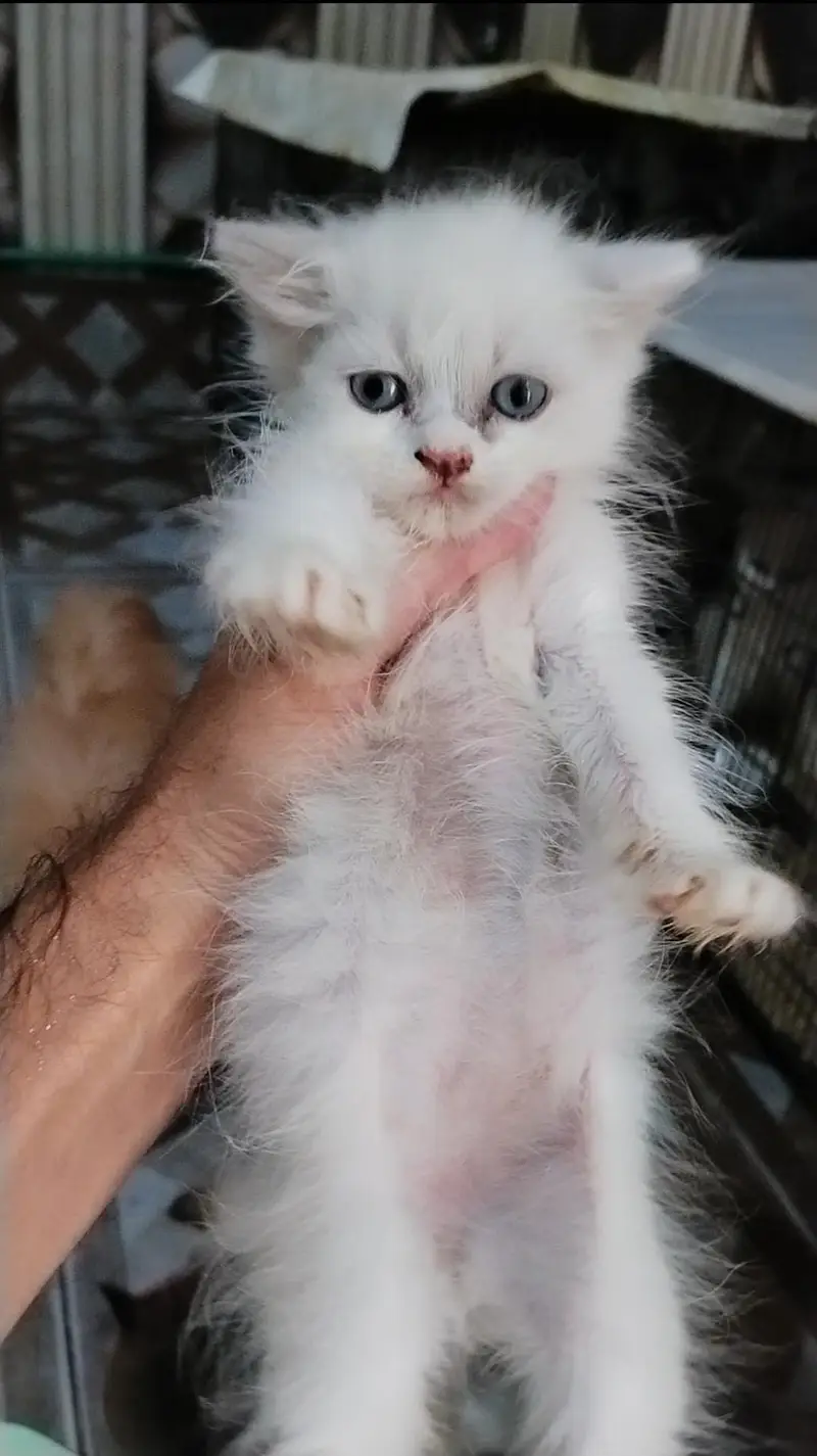 pure Persian kittens — photo 4