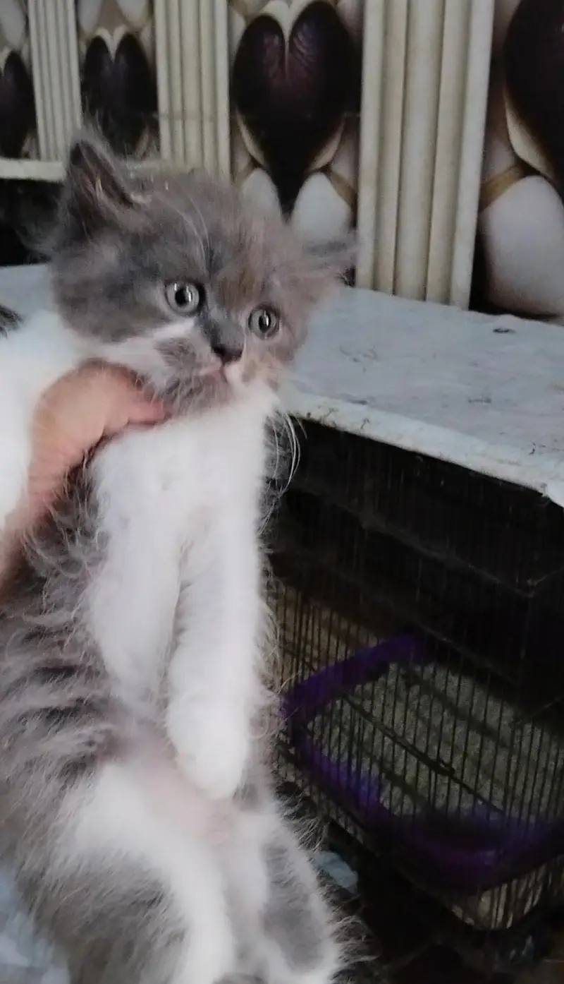 pure Persian kittens — photo 5