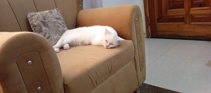 For sale Cat