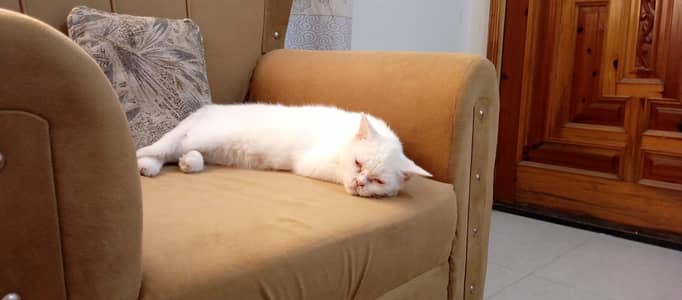 Female Cat and Aseel Pair and 1 Duck Chiks pair