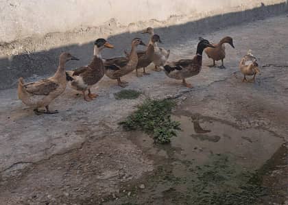 آٹھ بطخ، دو نر، 6 مادہ