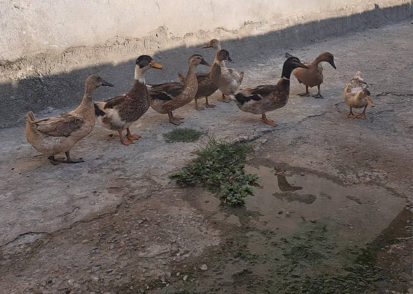 آٹھ بطخ، دو نر، 6 مادہ 0