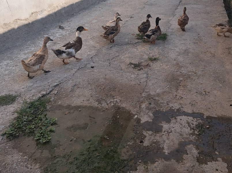 آٹھ بطخ، دو نر، 6 مادہ 1