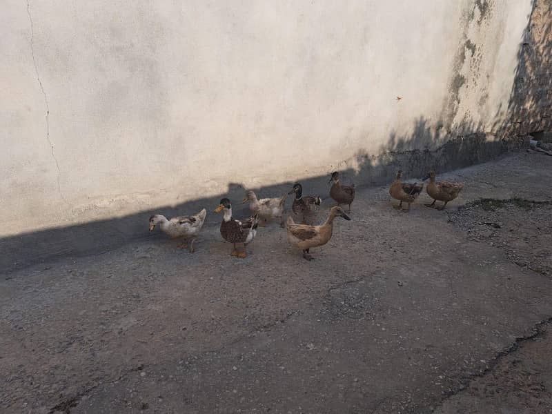 آٹھ بطخ، دو نر، 6 مادہ 2
