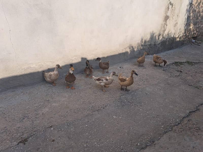 آٹھ بطخ، دو نر، 6 مادہ 3