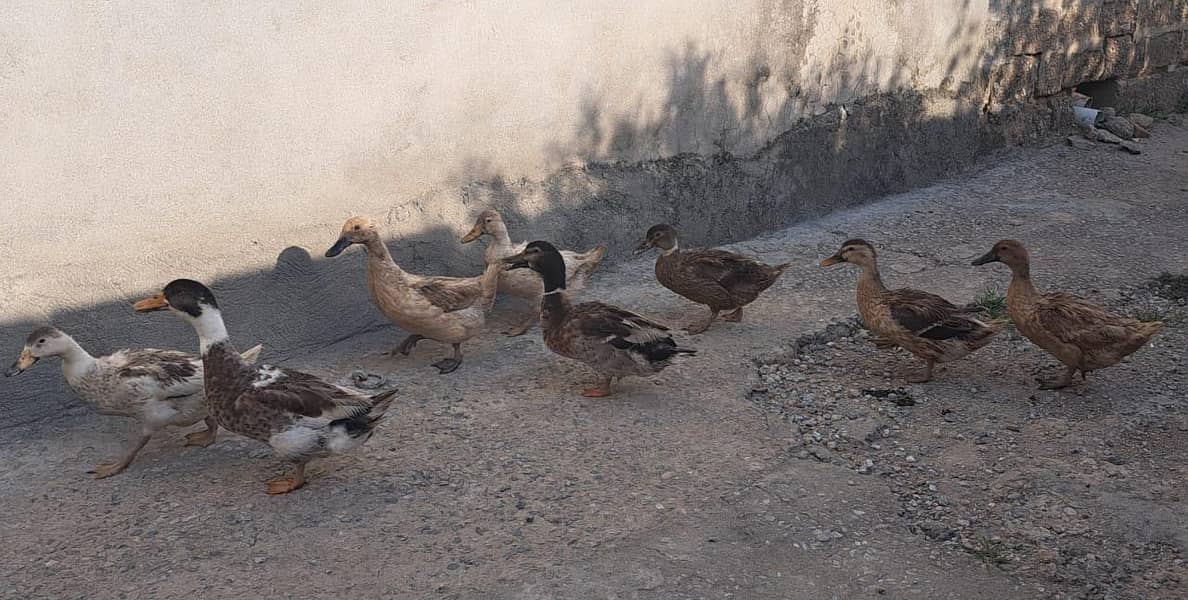 آٹھ بطخ، دو نر، 6 مادہ 4