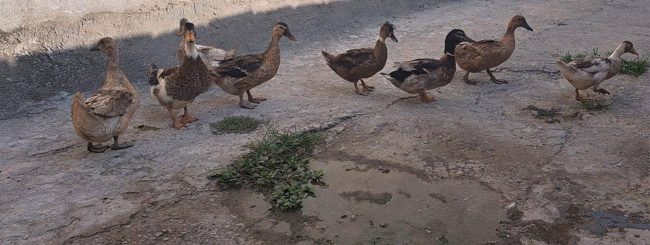 آٹھ بطخ، دو نر، 6 مادہ 5