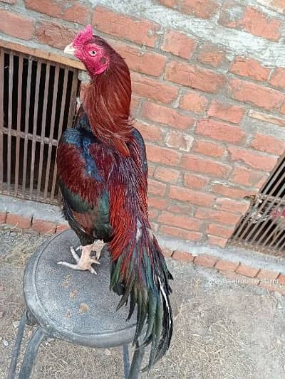 top quality aseel murga and murgi for sale