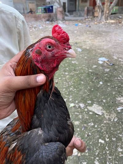 top quality aseel murga and murgi for sale