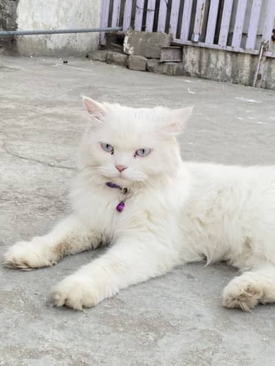 PERSHION CAT