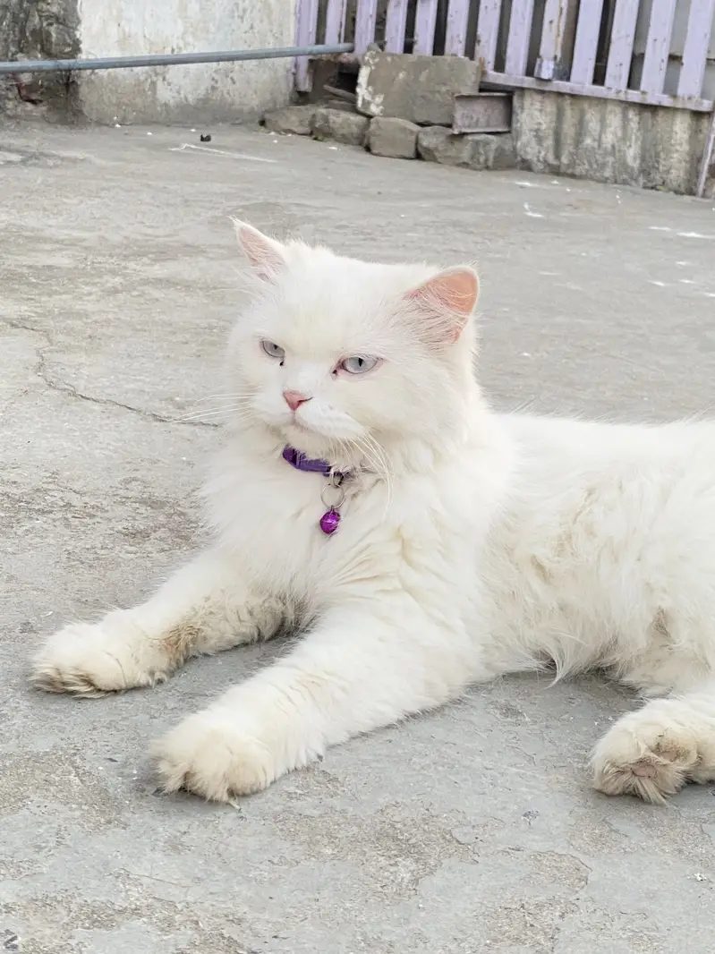 PERSHION CAT — photo 2