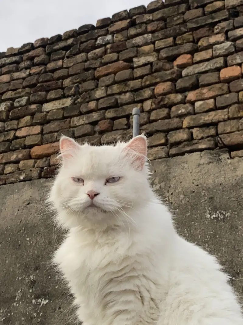 PERSHION CAT — photo 3
