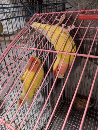 6 lovebirds with eggs setup for sale
