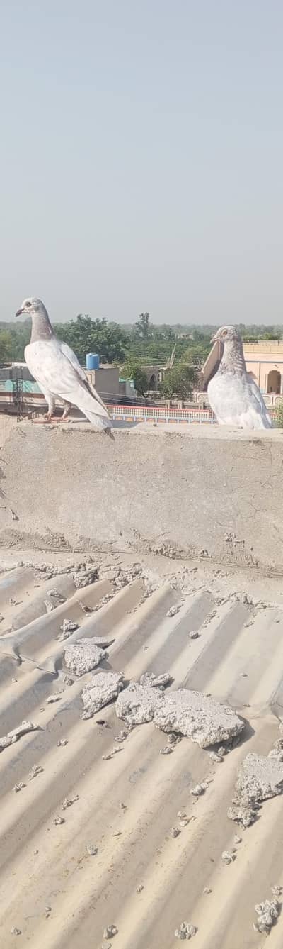 کبوتر فار سیک