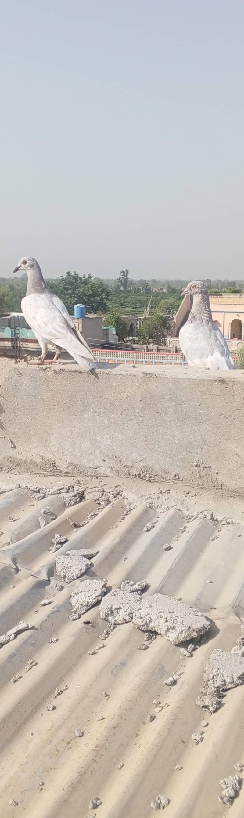 کبوتر فار سیک 0