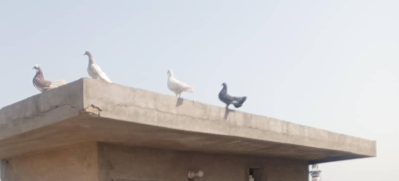 کبوتر فار سیک 1