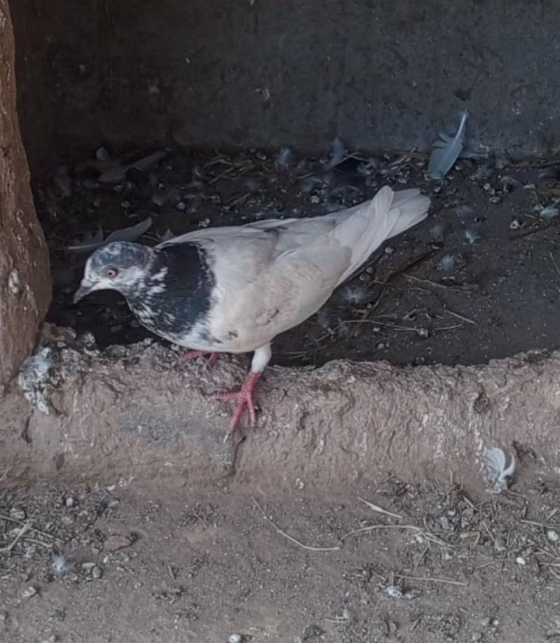 کبوتر فار سیک 2