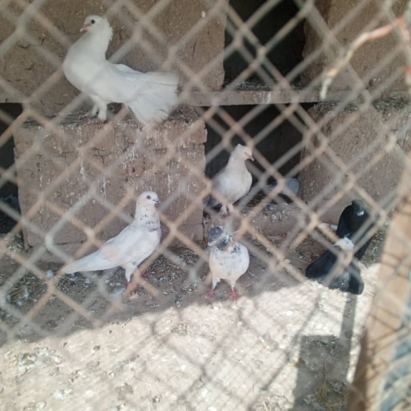 کبوتر فار سیک 5