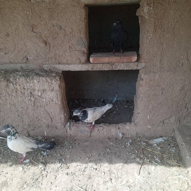 کبوتر فار سیک 6