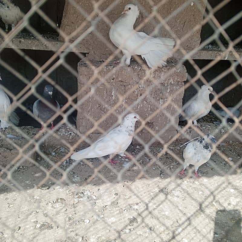 کبوتر فار سیک 7
