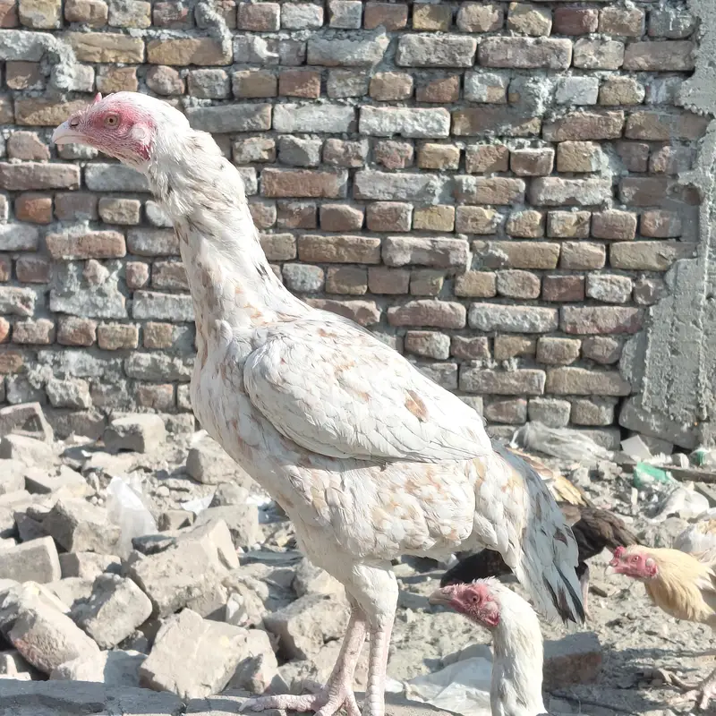 pure Quality Aseel murgi — photo 3