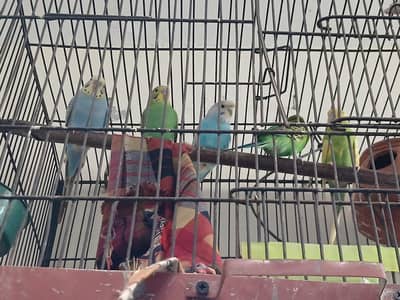 budgies parrot three pair