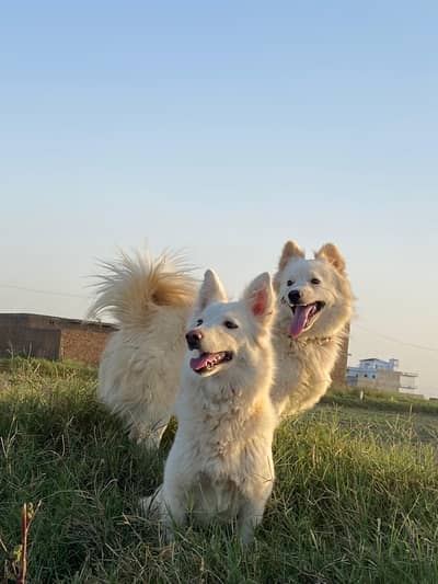Russian male and female pair available