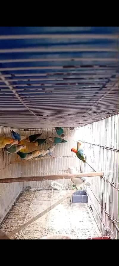 albino,uwing oplies dun fellow splits