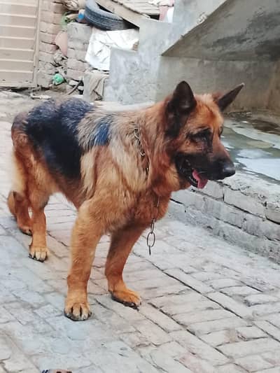 German shepherd dog for sale urgent sale contact number 03 25 400-7709