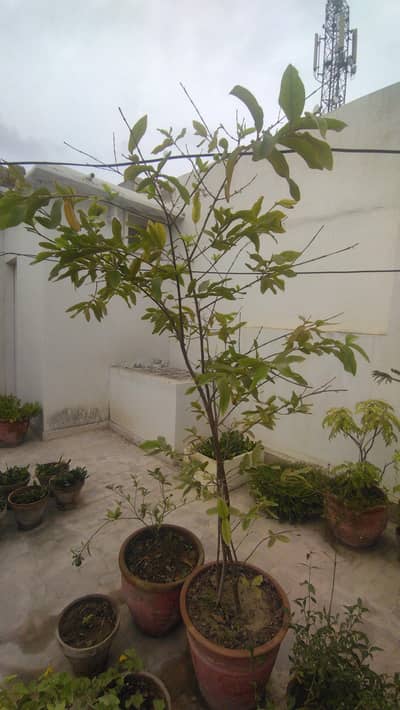 Plant For Sale
