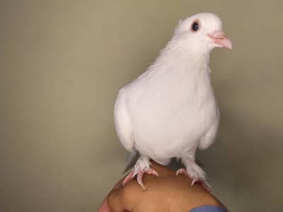 pure white lakka kabutar for sale