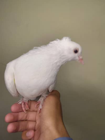 pure white lakka kabutar for sale