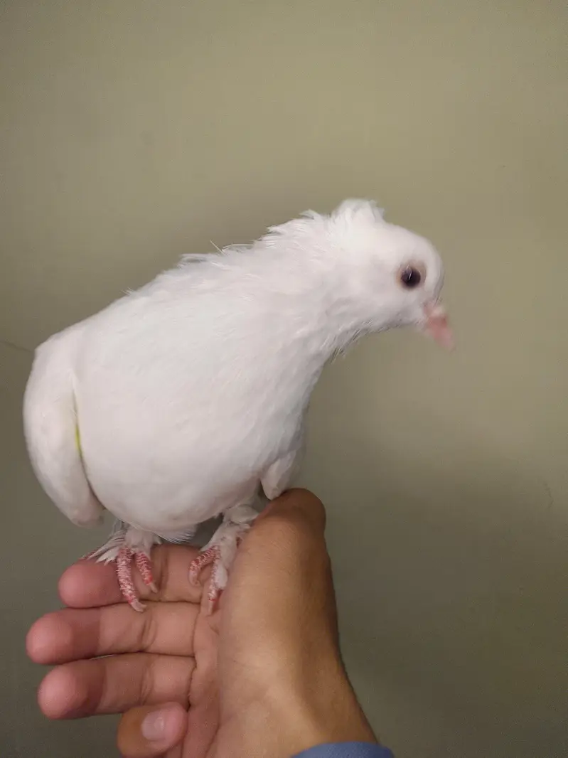 pure white lakka kabutar for sale