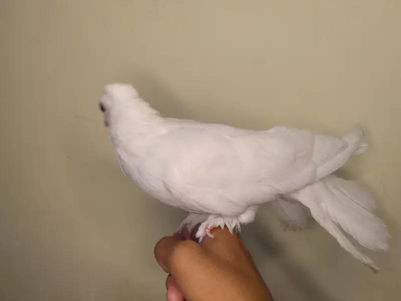 pure white lakka kabutar for sale — photo 3