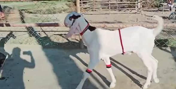 desi Bakra for sale_"03226643435