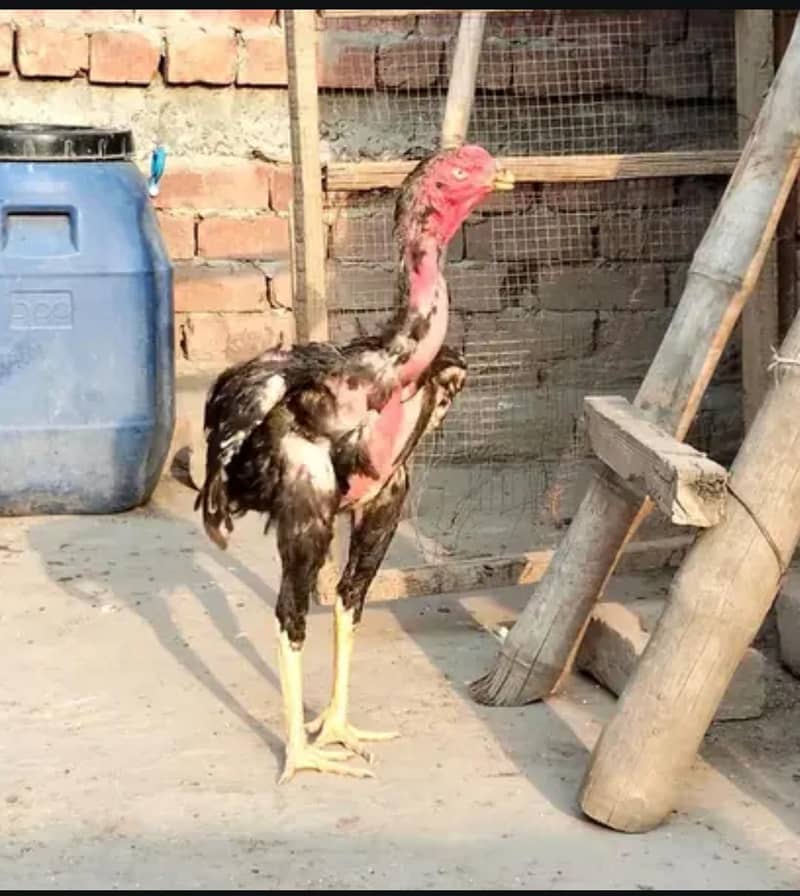 aseel murga patha 0